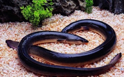 日本強化對中國產(chǎn)養(yǎng)殖鰻魚二甲戊靈的監(jiān)控檢查